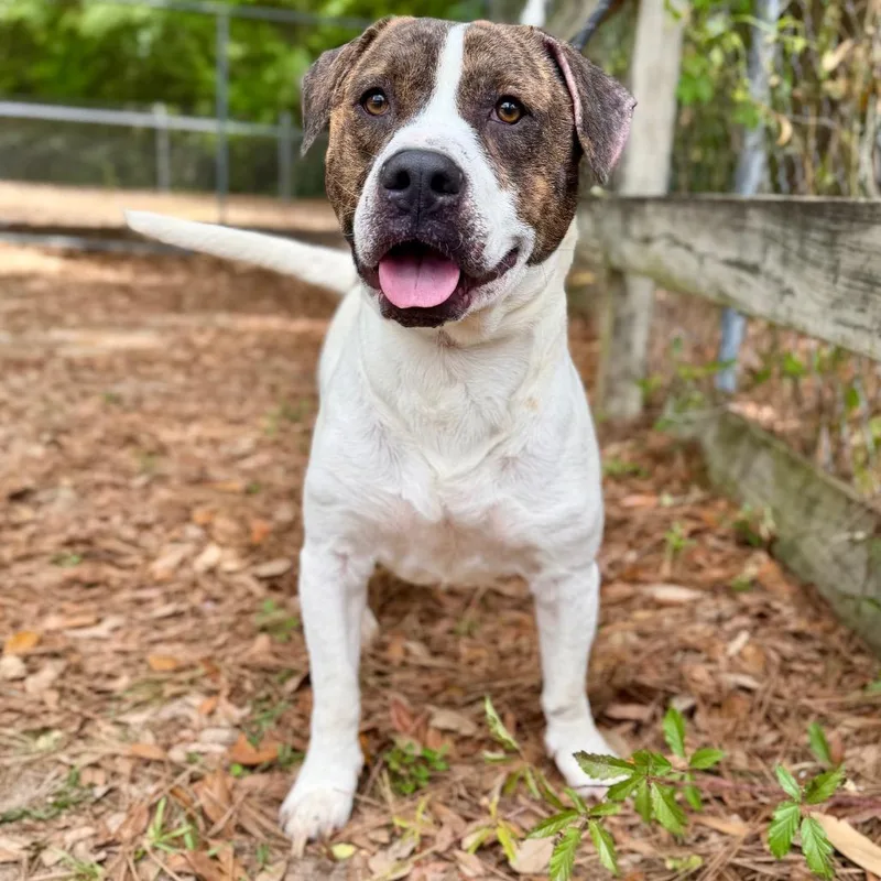 An adult large-sized male Brindle Mixed Breed dog named Maddox for adoption in Milton, FL