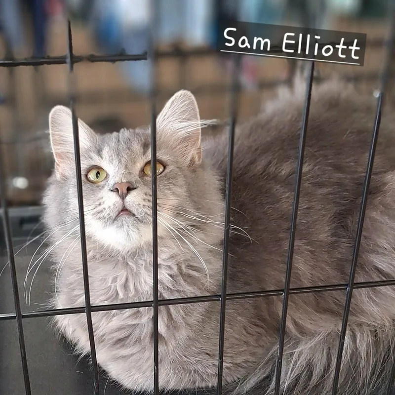 Sam Elliott thumbnail 2