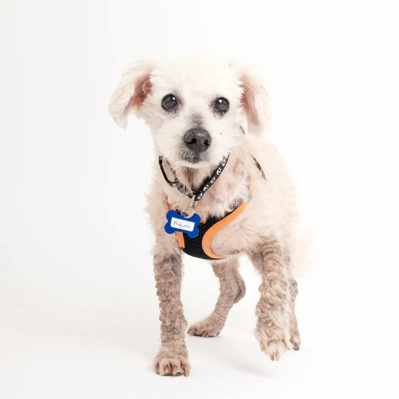 A senior small-sized male White / Cream Poodle dog named Mugwort for adoption in San Francisco, CA
