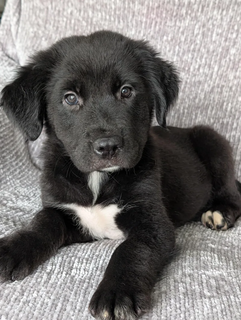A baby large-sized male Black Border Collie dog named Black Bear for adoption in Baton Rouge, LA