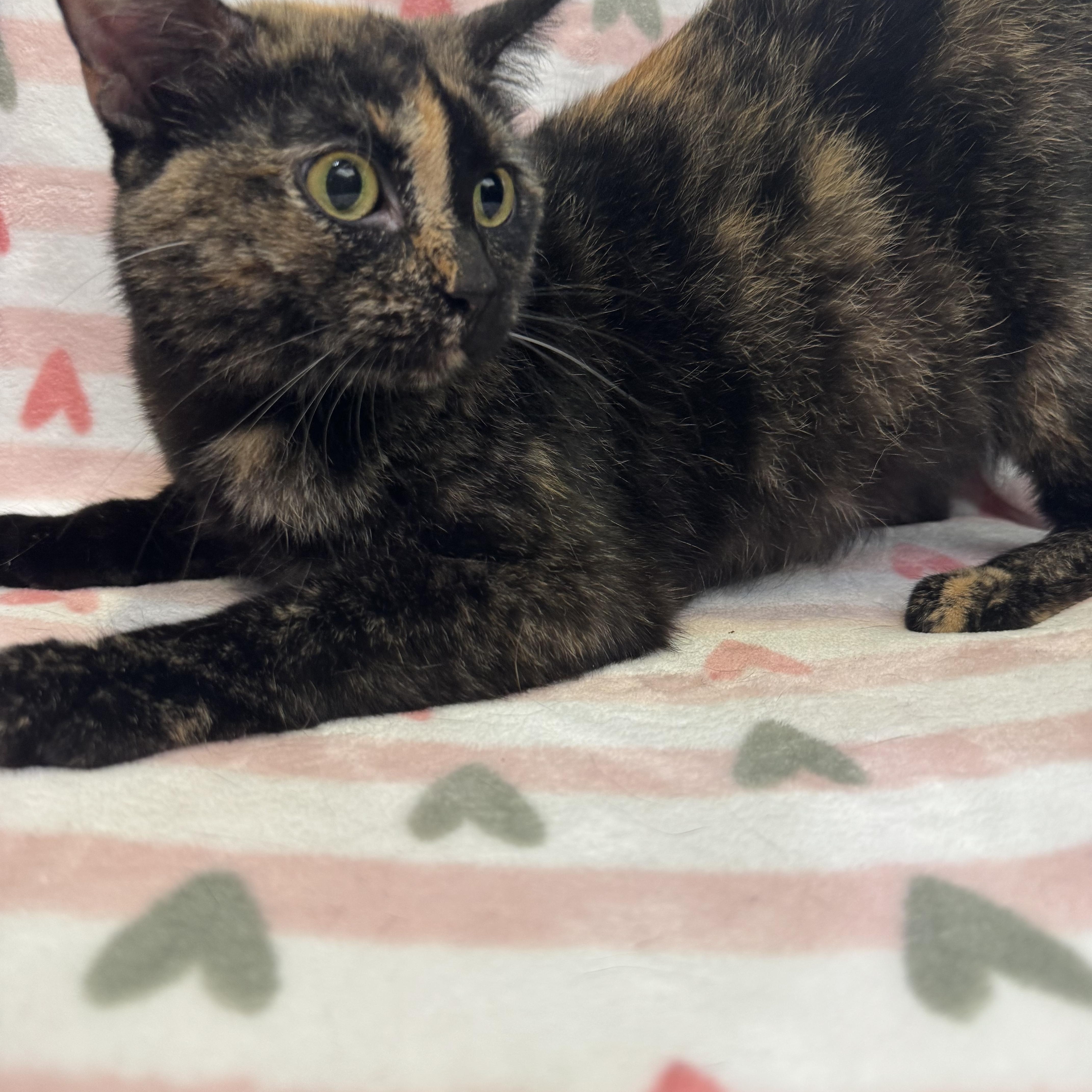 A young medium-sized female Calico Domestic Short Hair cat named Sarah for adoption in Waterloo, IA