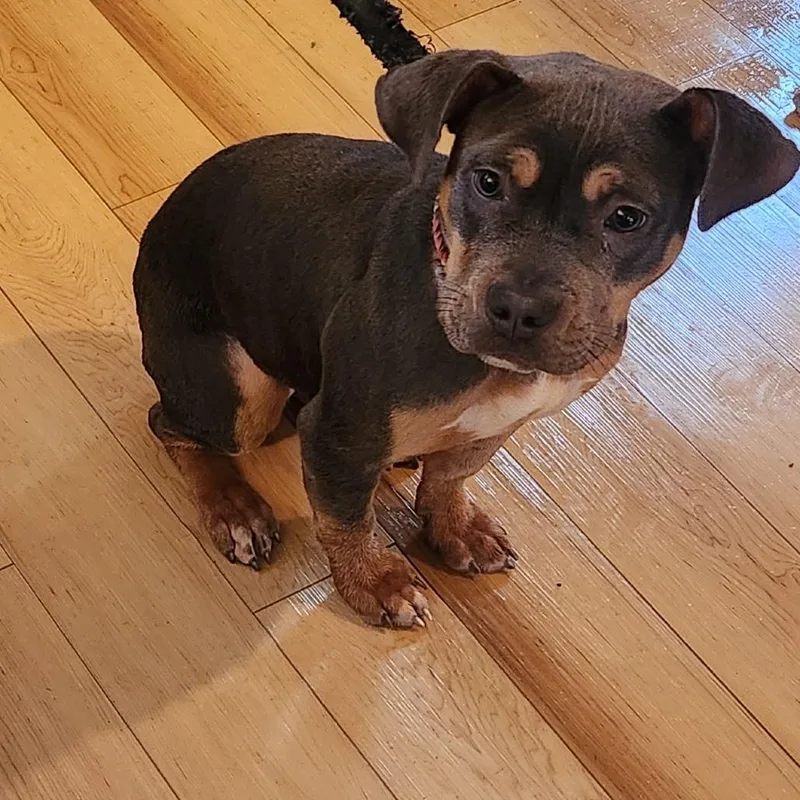 Bella