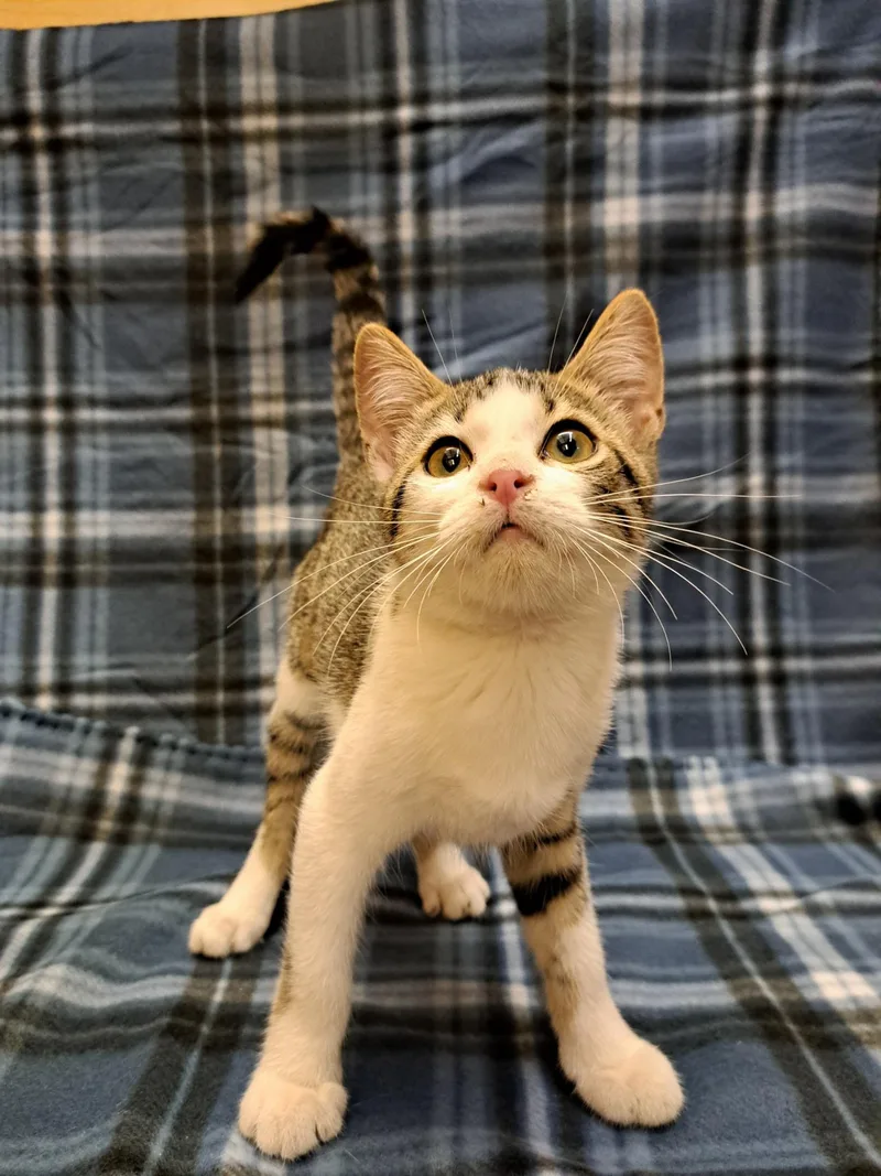 A baby medium-sized female Tabby (Gray / Blue / Silver) Tabby cat named England for adoption in Albuquerque, NM