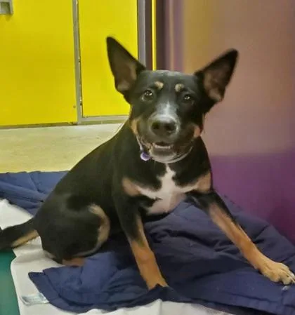 An adult large-sized female Cattle Dog dog named May for adoption in Kansas City, MO