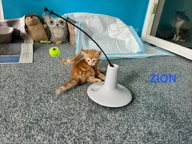 A baby medium-sized male Domestic Short Hair cat named Zion National Park for adoption in Parkville, MD