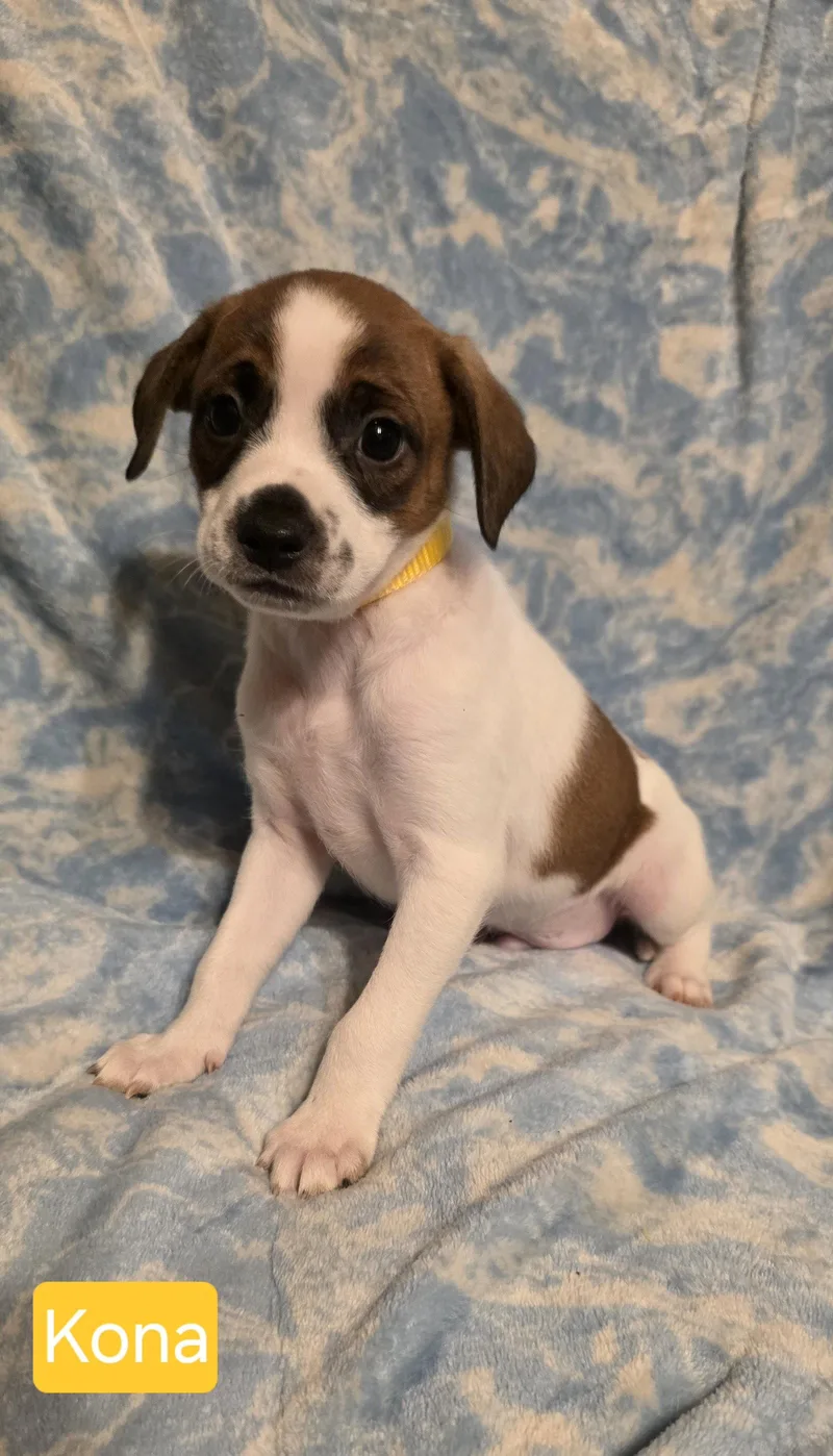 A baby small-sized male Rat Terrier dog named Kona for adoption in Elgin, IL