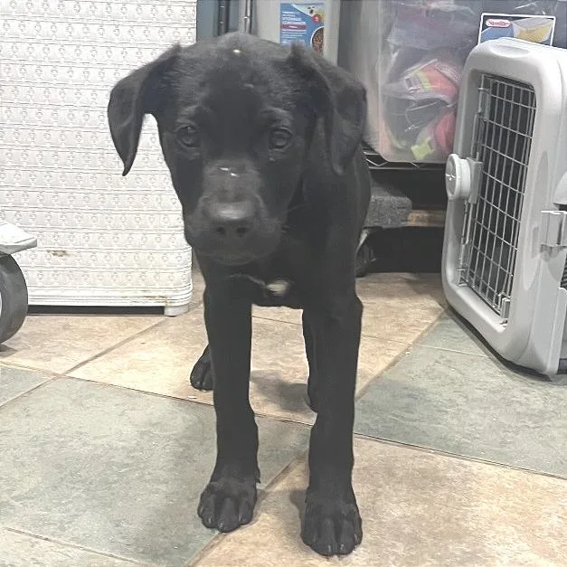 A baby small-sized female Black Mixed Breed dog named Bell Bottoms for adoption in Chattanooga, TN