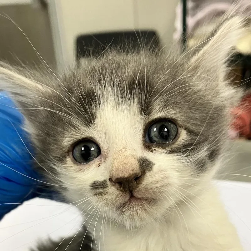 A baby small-sized female Domestic Medium Hair cat named Coupon for adoption in Las Cruces, NM