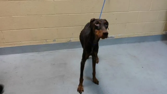 An adult medium-sized female Doberman Pinscher dog named Falcon for adoption in Tulsa, OK