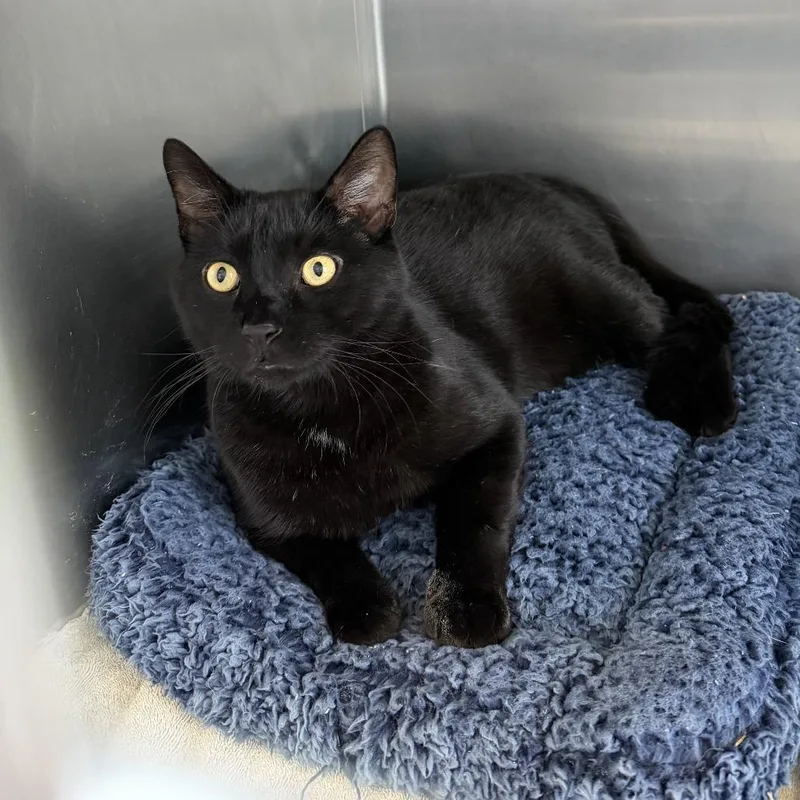 A young large-sized male Black Domestic Short Hair cat named Alfredo for adoption in Wilmington, DE