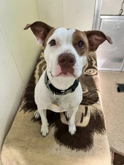 Hazelnut thumbnail 2