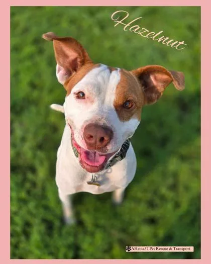 Hazelnut thumbnail 3