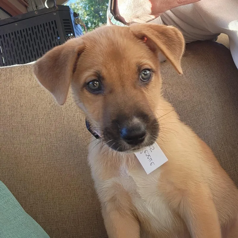 A baby medium-sized female Yellow / Tan / Blond / Fawn Australian Shepherd dog named Libby for adoption in Joliet, IL