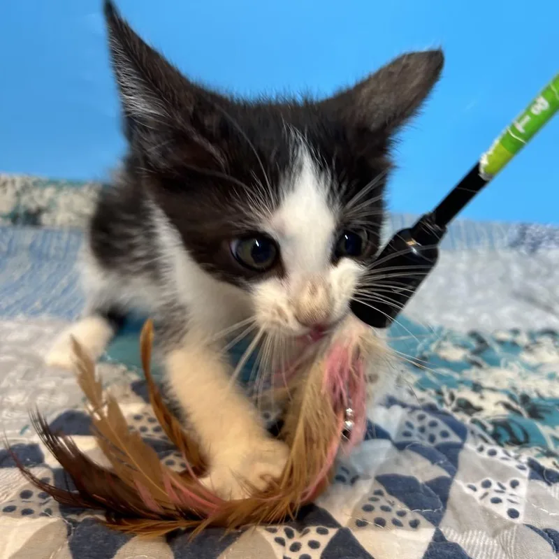 A baby small-sized female Black Domestic Short Hair cat named May for adoption in San Antonio, TX