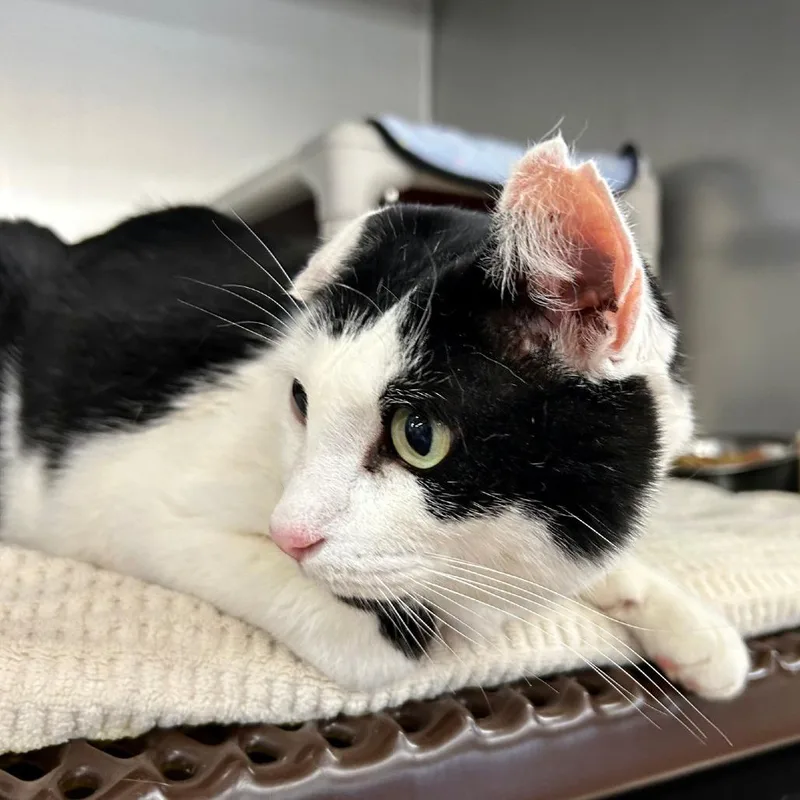 Sebastian thumbnail 3