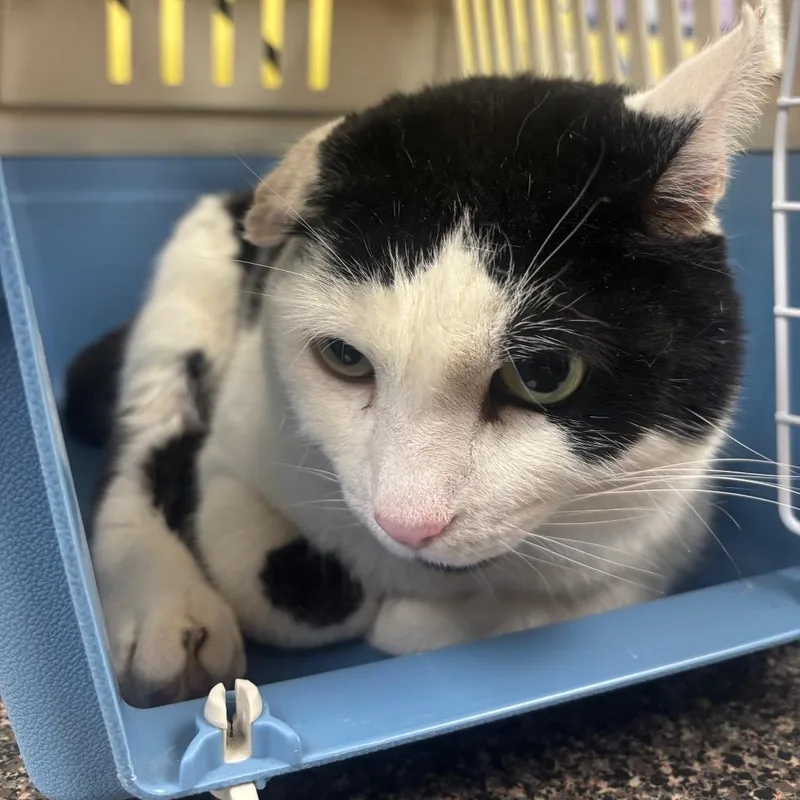 Sebastian thumbnail 4