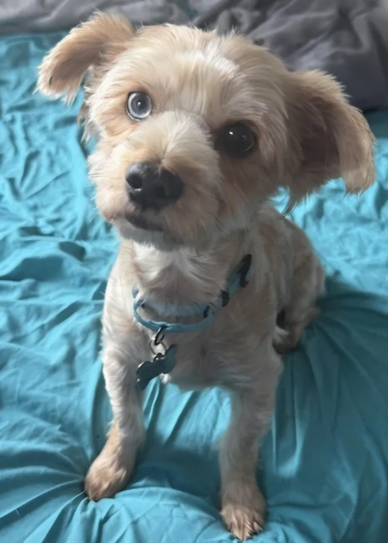 A senior small-sized male Yorkshire Terrier dog named Garlic Bread for adoption in Knoxville, TN