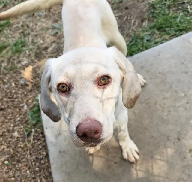 A young medium-sized female Yellow / Tan / Blond / Fawn Mixed Breed dog named Chunky Monkey for adoption in Nashville, TN