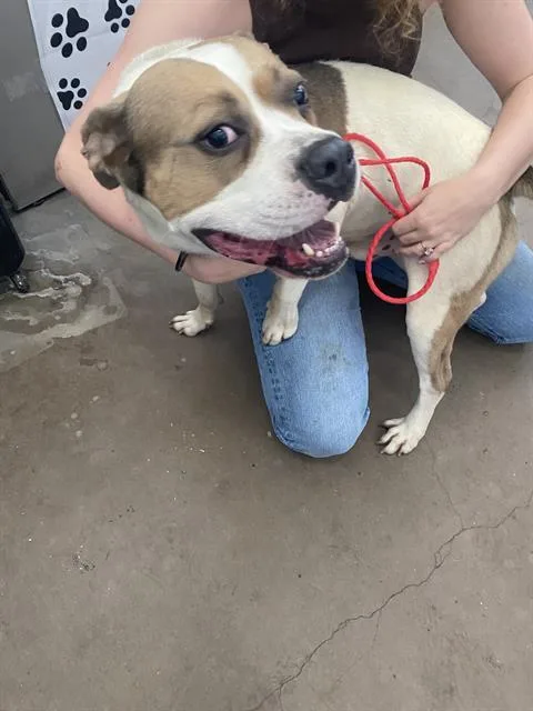 An adult large-sized male Mixed Breed dog named Kobe for adoption in Dallas, TX