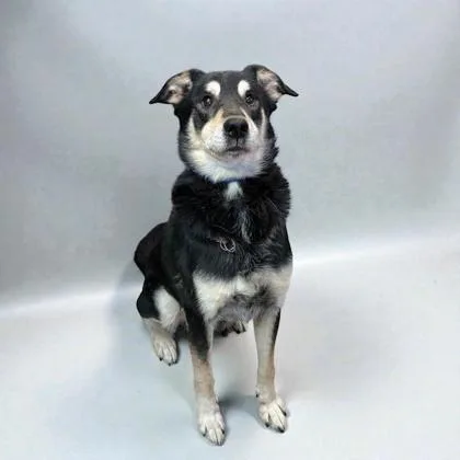 A senior medium-sized male Shepherd dog named Alder for adoption in Cumberland, MD