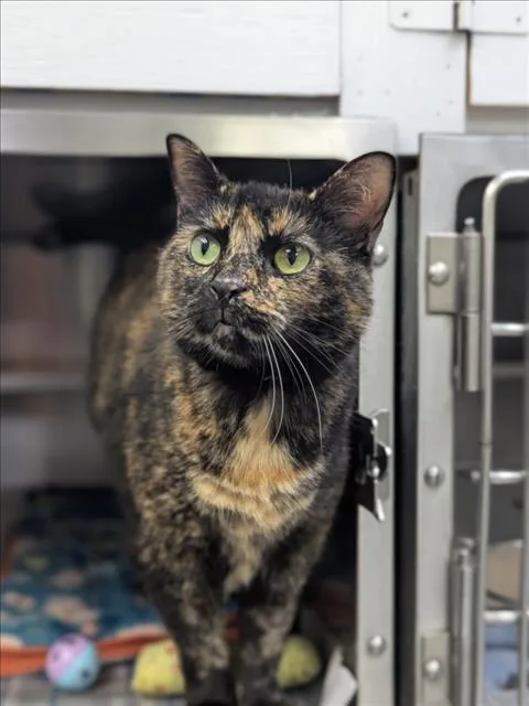 An adult medium-sized female Domestic Short Hair cat named A for adoption in Wilmington, NC