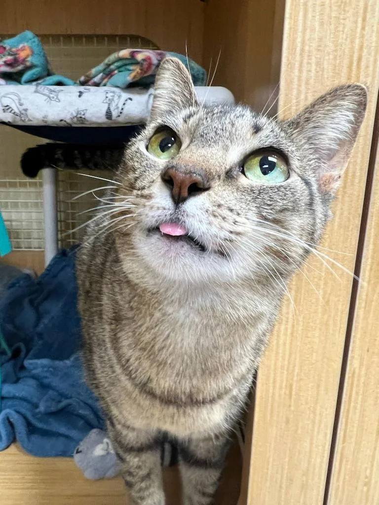An adult medium-sized female Tabby (Brown / Chocolate) Tabby cat named Barbie H for adoption in Plano, TX