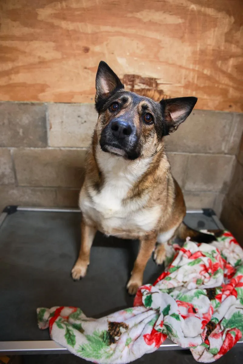An adult large-sized male Tricolor (Brown, Black, & White) Shepherd dog named Jack for adoption in Loogootee, IN