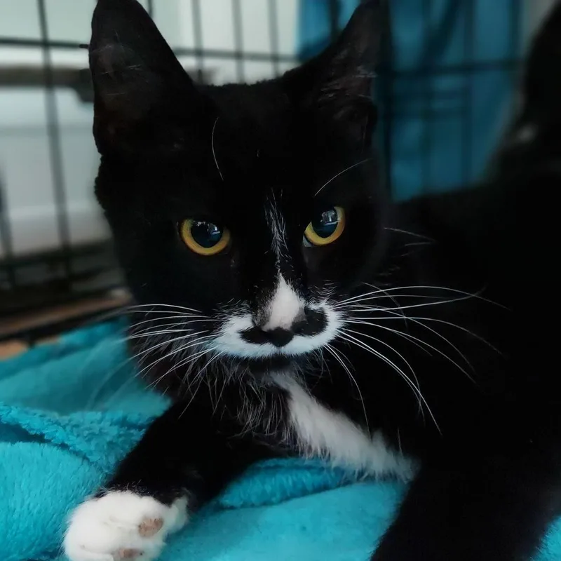 A young medium-sized female Domestic Short Hair cat named Charlie for adoption in East Hartford , CT