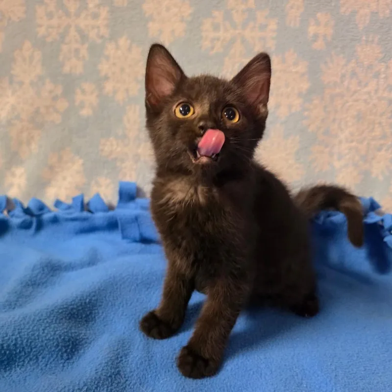 A baby medium-sized male Black Domestic Short Hair cat named Wilder for adoption in Graham, WA