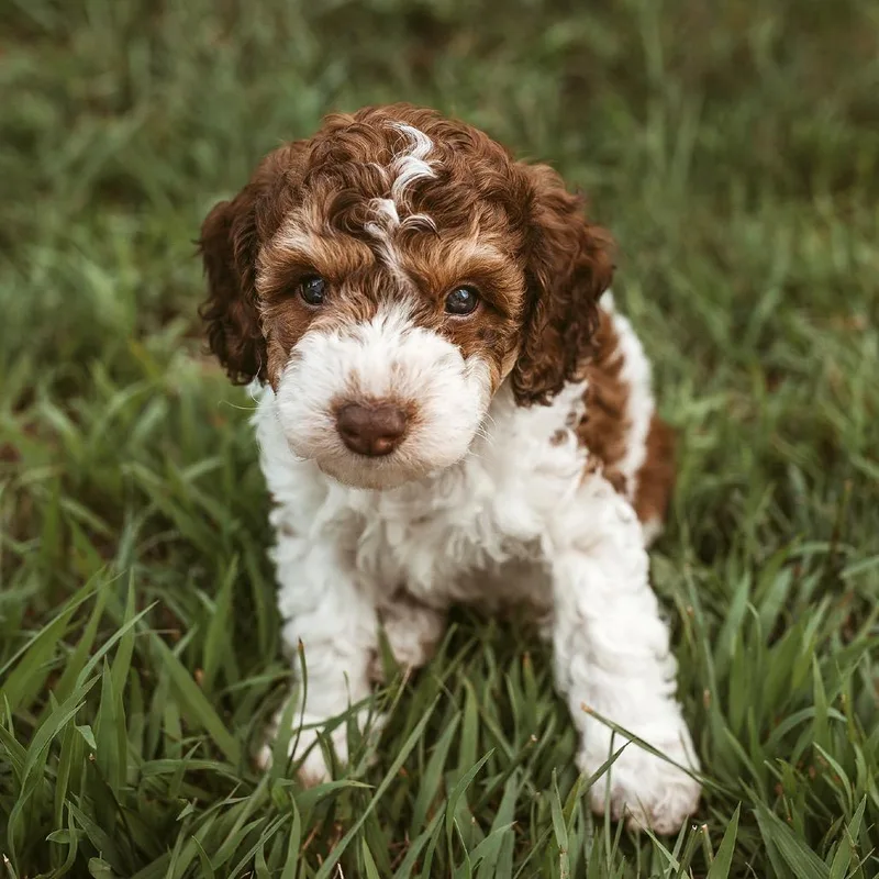 A baby small-sized female Poodle dog named Urchin for adoption in Crystal, MN