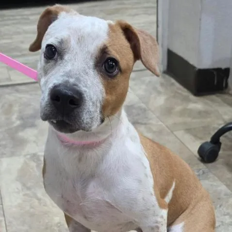 A young small-sized female White / Cream Pit Bull Terrier dog named Koopa for adoption in Fort Collins, CO