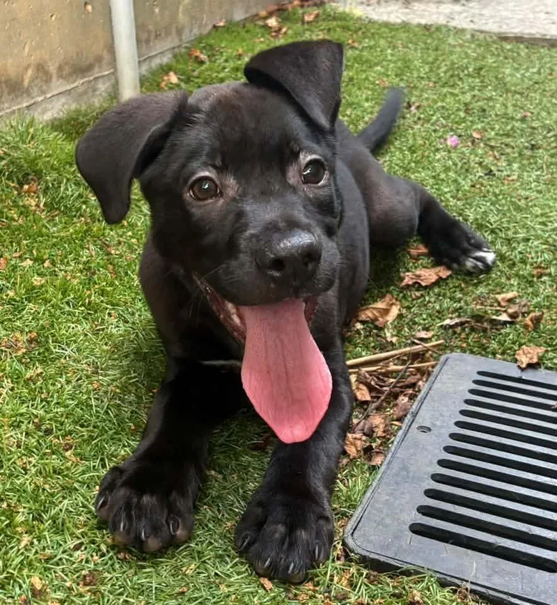 A baby medium-sized male Labrador Retriever dog named Jordan for adoption in Evergreen, CO