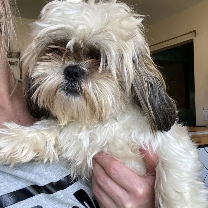 A young small-sized female Shih Tzu dog named Jazzy for adoption in Glendale, OH