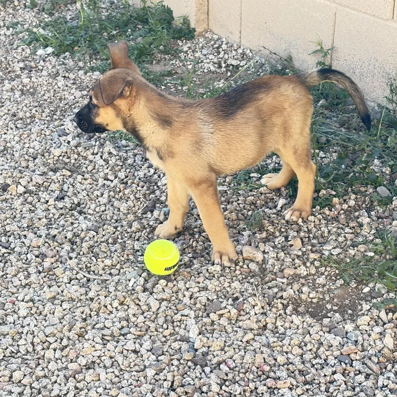 Bonnie~ Gentle Charmer