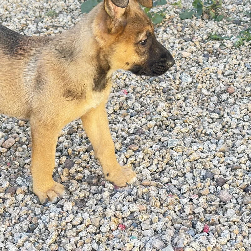 Bonnie~ Gentle Charmer thumbnail 2