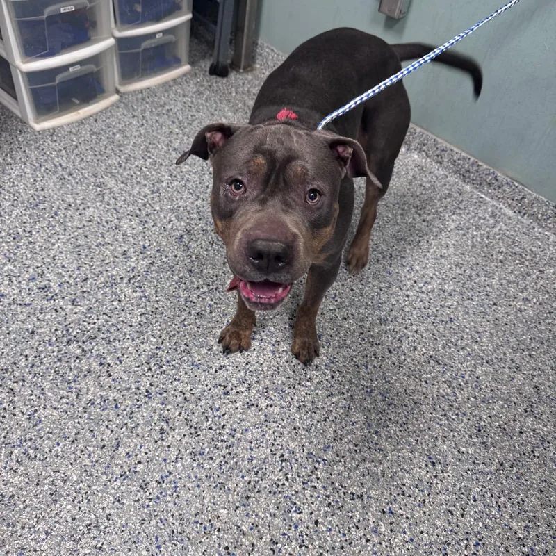 An adult medium-sized male Gray / Blue / Silver American Staffordshire Terrier dog named Jerry for adoption in Greenville, SC