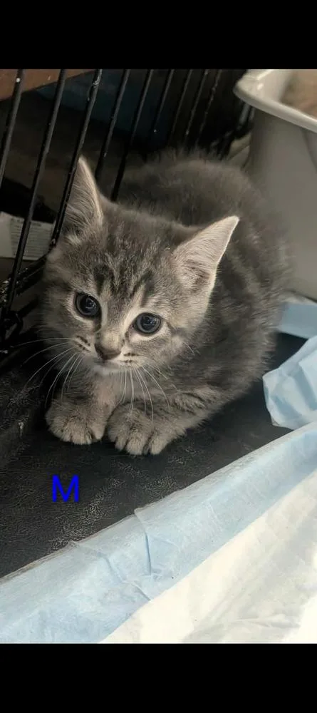 A baby small-sized male Gray / Blue / Silver Domestic Short Hair cat named Blackberry for adoption in Metamora, IL