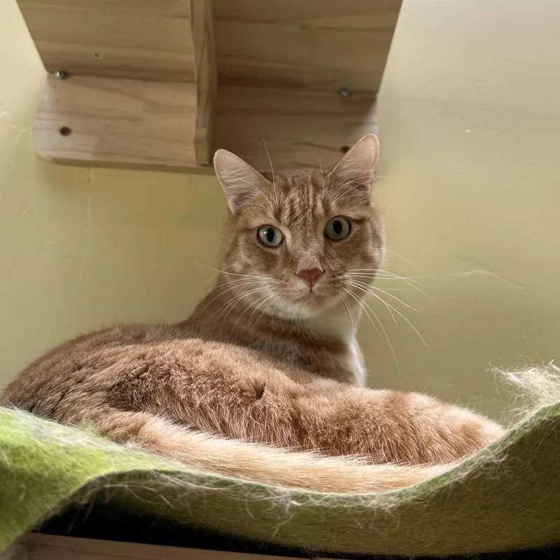An adult large-sized male Orange / Red Domestic Short Hair cat named Fire for adoption in Durango, CO