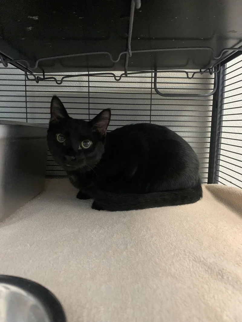 A baby medium-sized male Black & White / Tuxedo Domestic Short Hair cat named Mookie  DECLAWED for adoption in Sanford, FL
