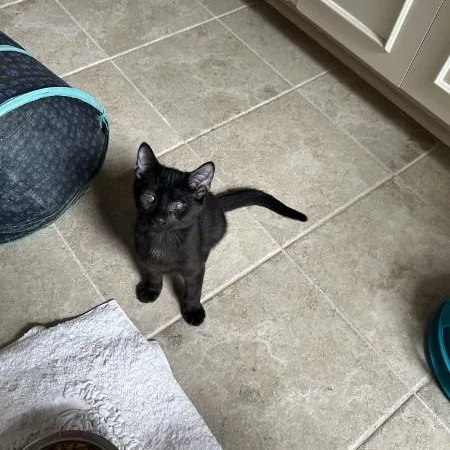 A baby medium-sized male Domestic Short Hair cat named Toby for adoption in Wilmington, NC