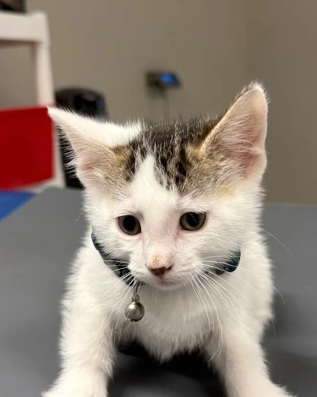 A young small-sized male Domestic Short Hair cat named Myron for adoption in Yankton, SD