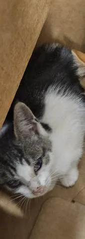 A baby small-sized male Domestic Short Hair cat named Apollo for adoption in San Martin, CA