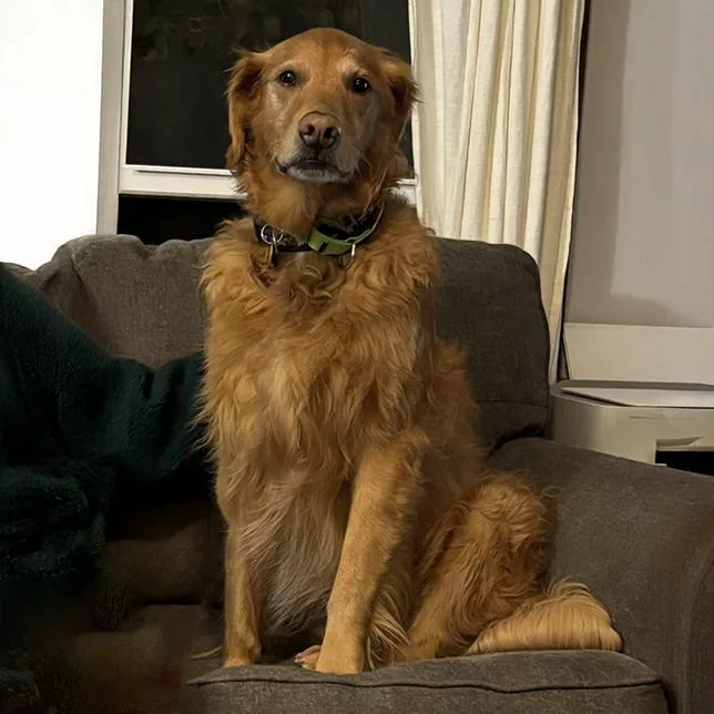 Cooper thumbnail 3