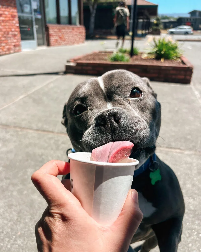 An adult medium-sized female Gray / Blue / Silver American Staffordshire Terrier dog named Minnie for adoption in Mckinleyville, CA