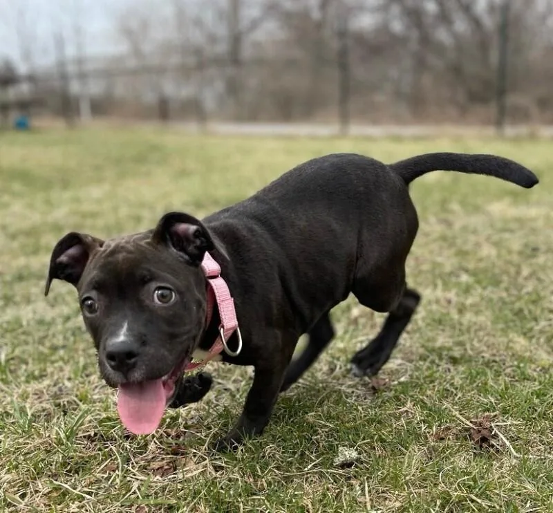 A baby small-sized female Pit Bull Terrier dog named Priscilla for adoption in Cortland, NY