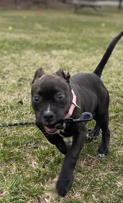 Priscilla thumbnail 2