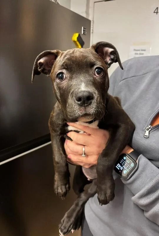 Priscilla thumbnail 4