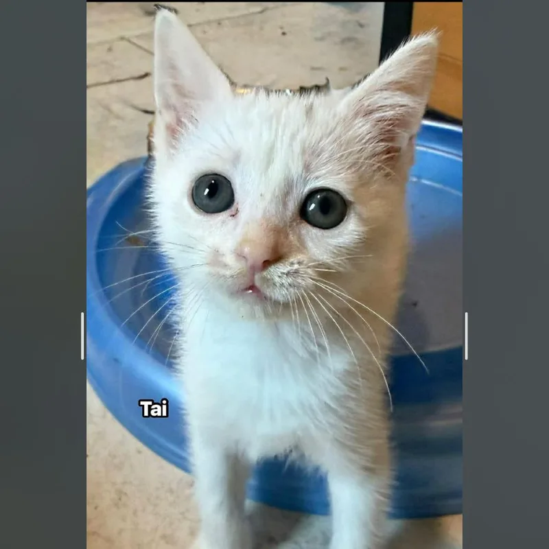 A baby small-sized female White Domestic Short Hair cat named Tai for adoption in North Port, FL