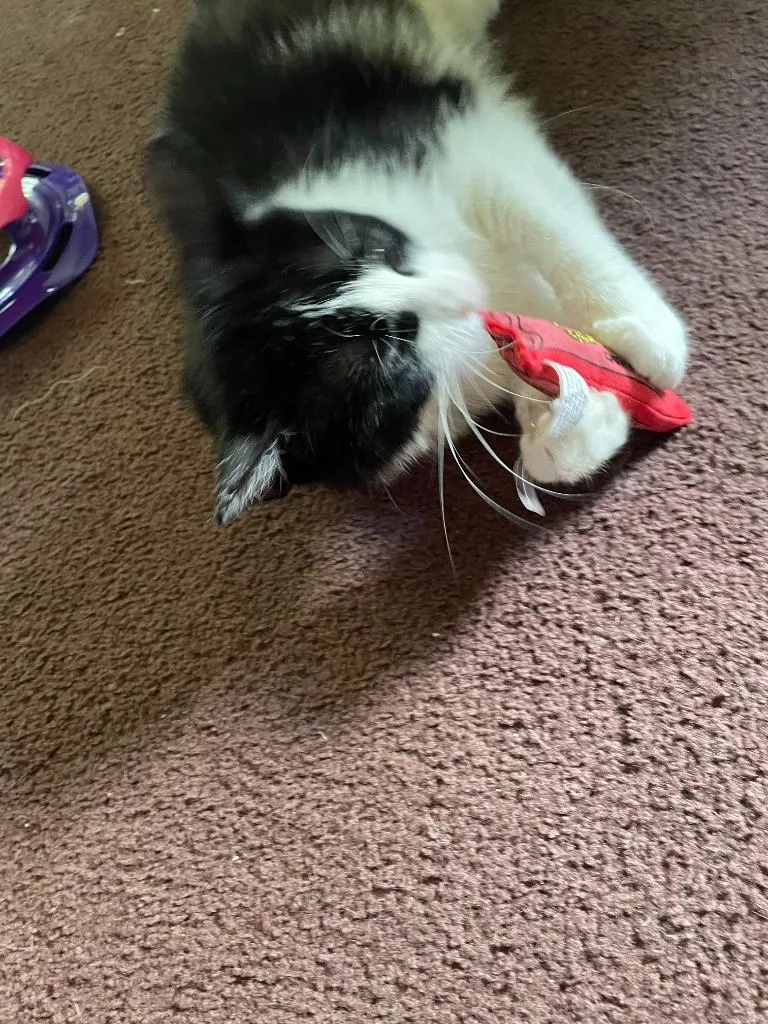 A young medium-sized female Domestic Short Hair cat named Bessy for adoption in Minneapolis, MN