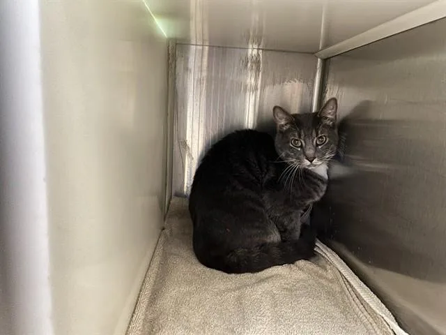 A young medium-sized male Domestic Short Hair cat named Luke for adoption in Colorado Springs, CO
